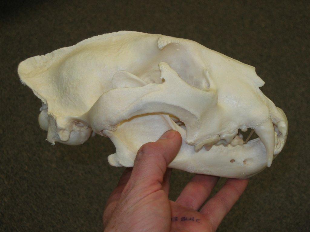 How to Do Comparative Analysis on a Skull - Skulls Unlimited International, Inc.