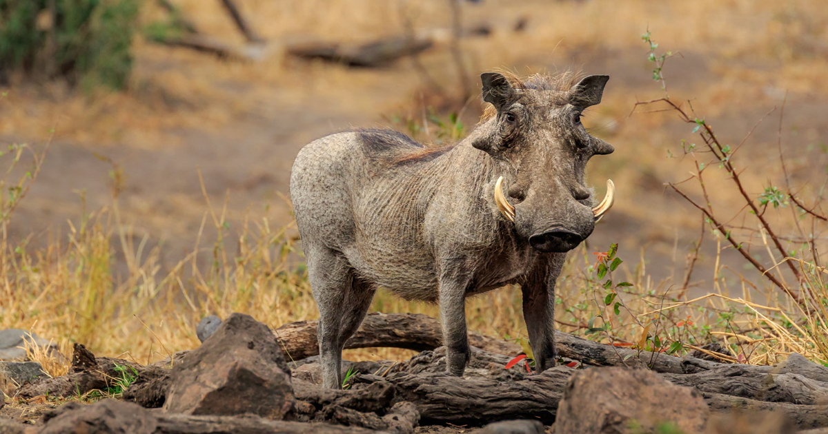 Embracing the Wild: The Fascinating Life of the Warthog