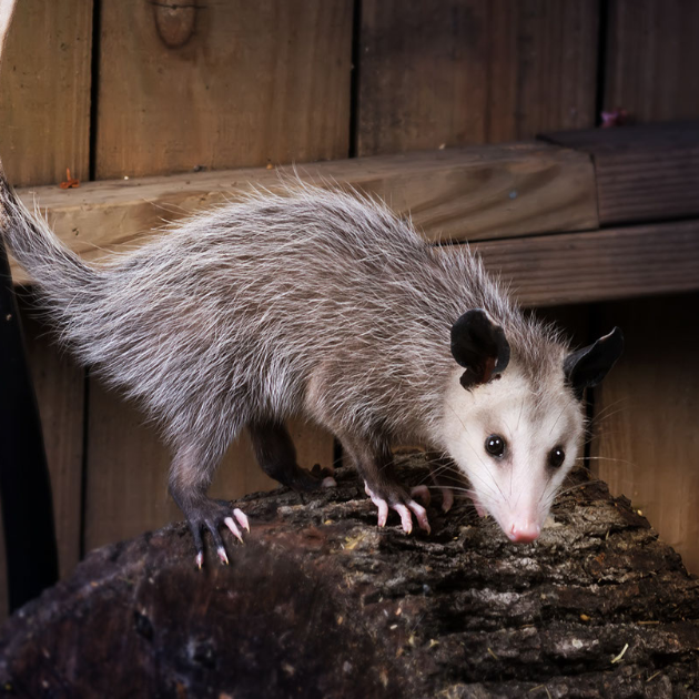 Playing Possum: A Guide to these Mischievous Pretenders