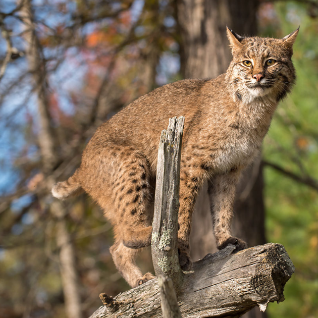 Uncovering the Secrets of the Elusive Bobcat!