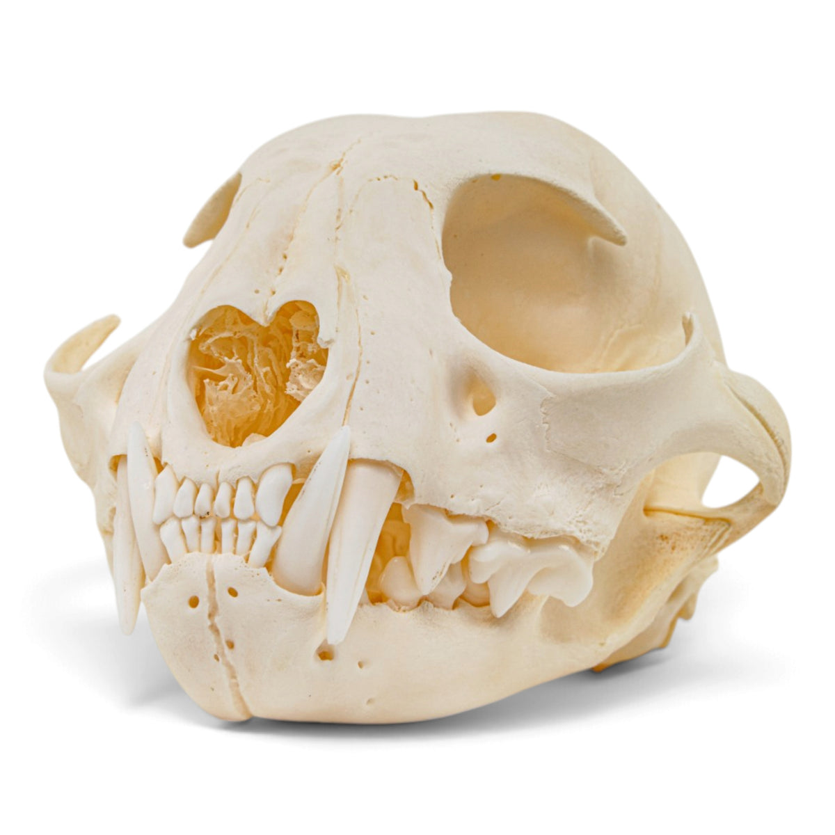 Real Canadian Lynx Skull - Young Adult
