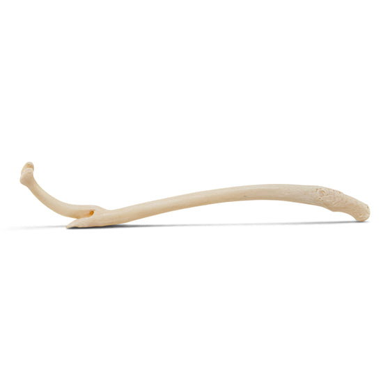 Real Raccoon Baculum - Impaired