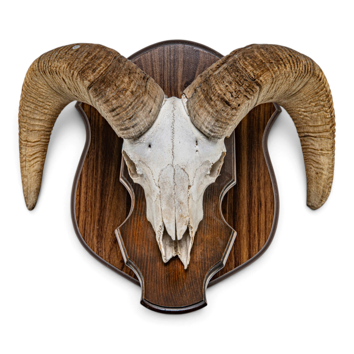 Real Antique Bighorn Sheep Skull - on Plaque