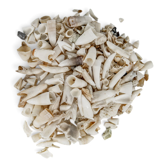 Real Bag-O-Alligator Teeth - Craft Quality