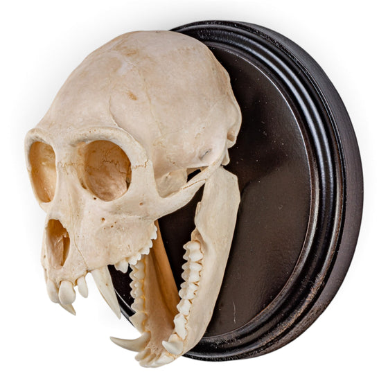 Real Vervet Monkey Skull on Plaque - Wall Hanging