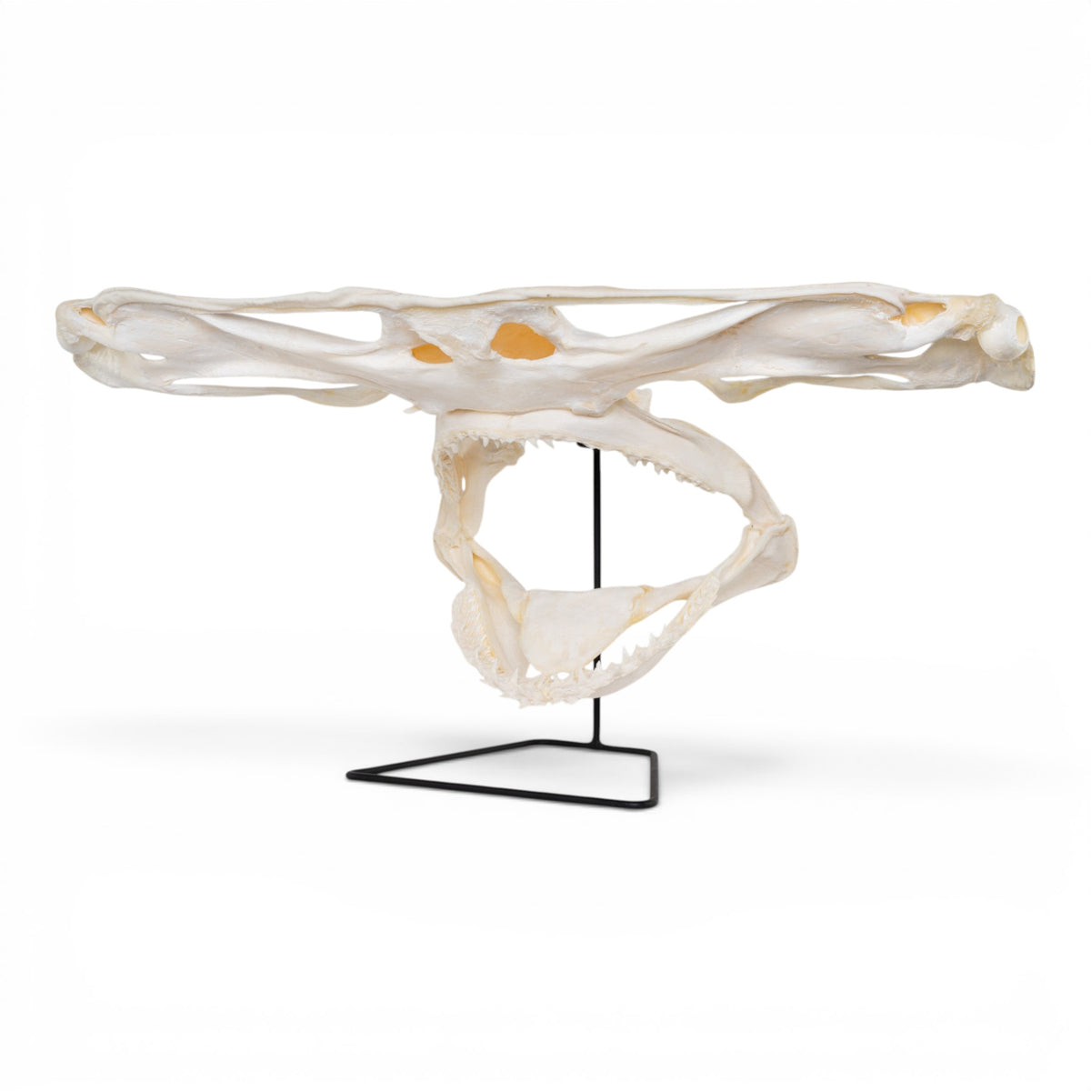 Real Great Hammerhead Shark Skull
