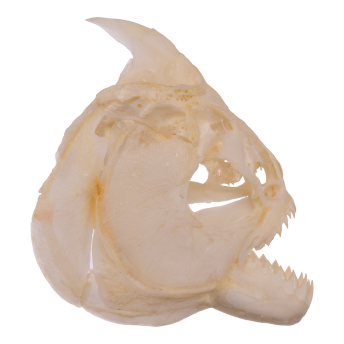 Real Red-bellied Piranha Skull