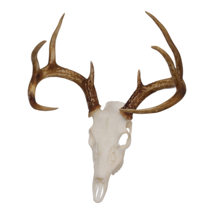 SKULLIES - Miniature White-tailed Deer Skull