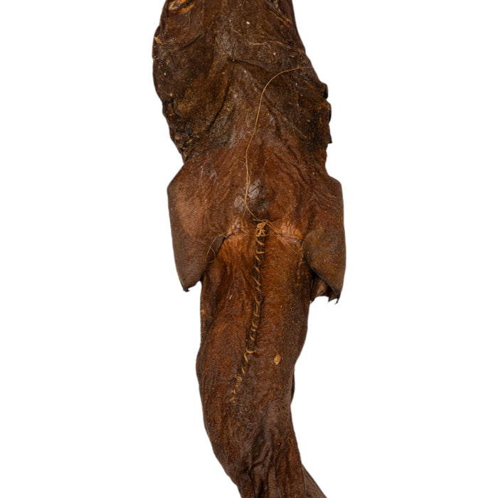 Real Preserved Brown Catshark - Freeze-dried