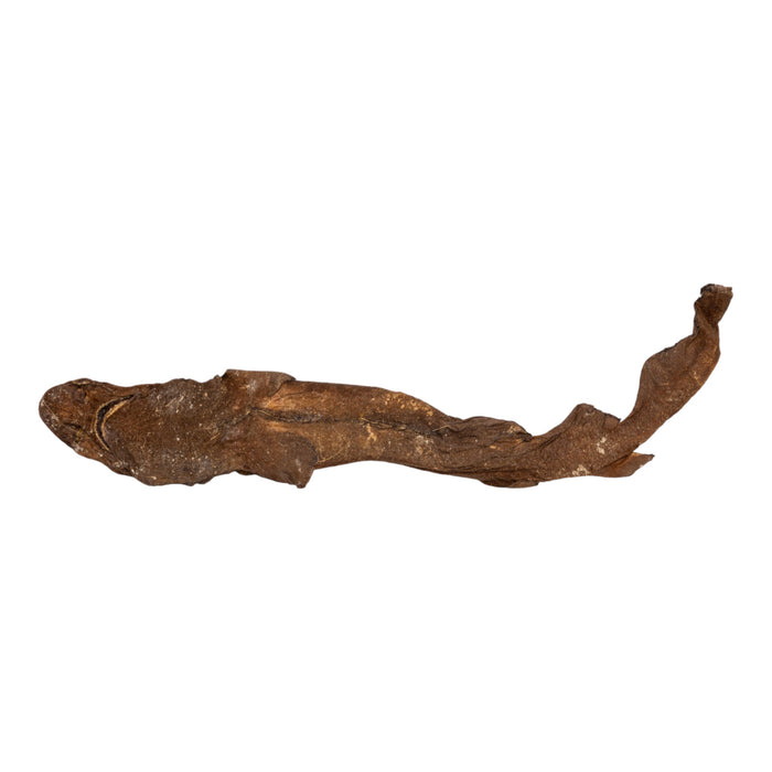 Real Preserved Brown Catshark - Freeze-dried