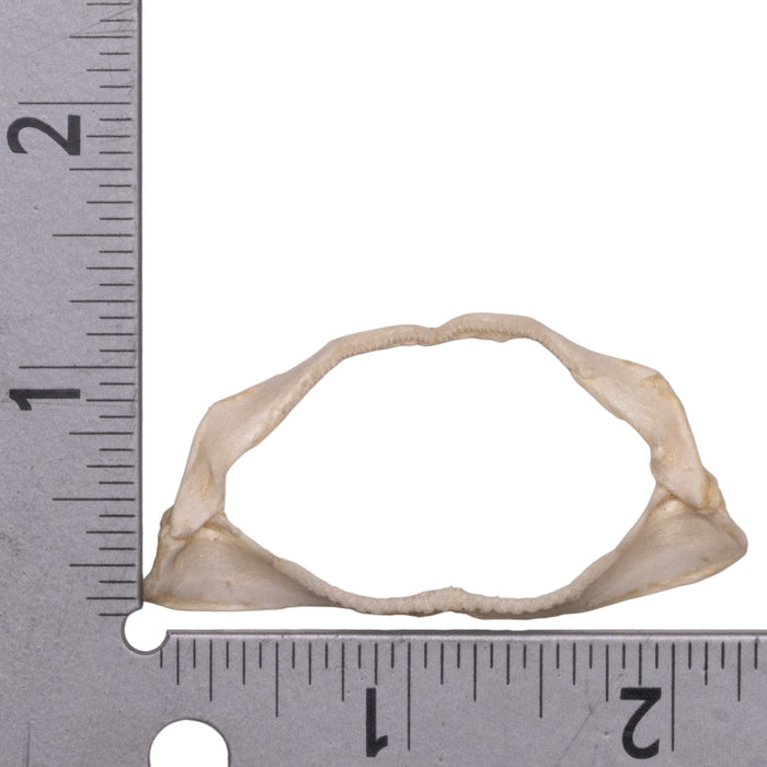 Real Coral Catshark Jaw (2")
