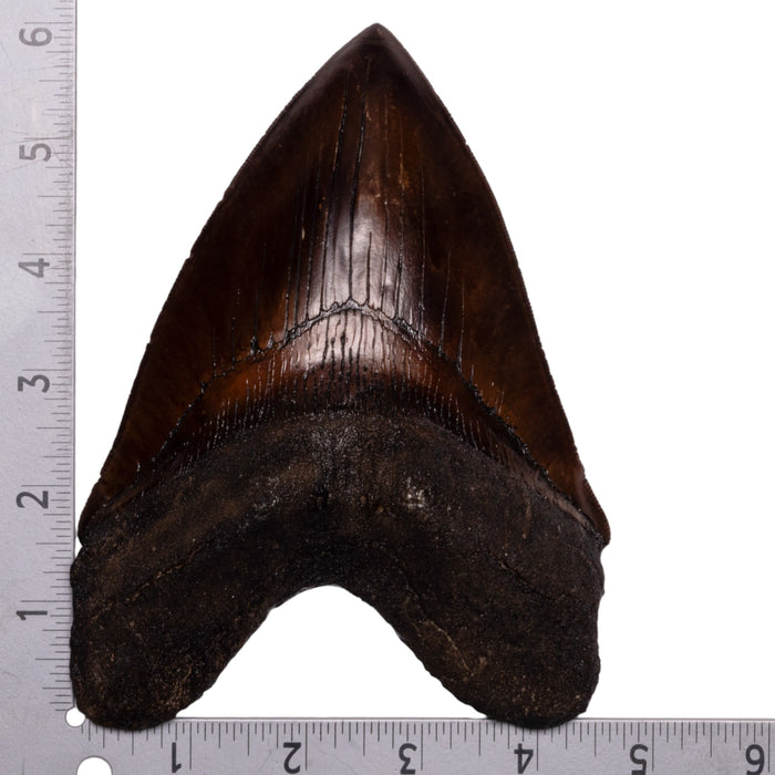 Replica Megalodon Tooth