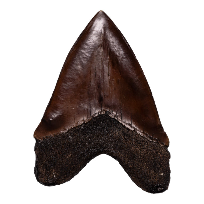 Replica Megalodon Tooth