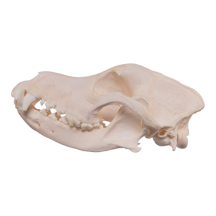Real Domestic Dog Skull - Alaskan Malamute