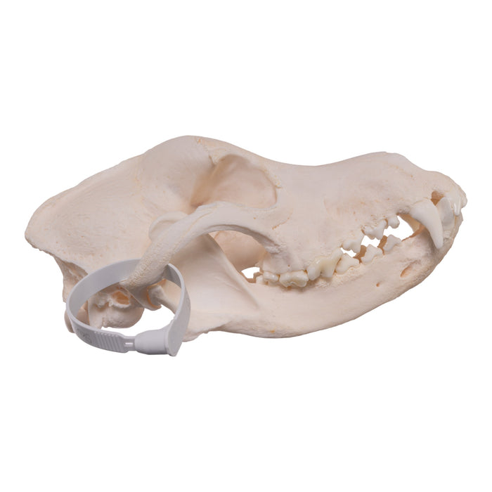 Real Domestic Dog Skull - Alaskan Malamute