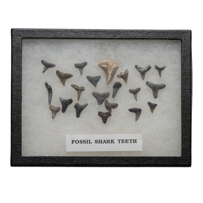 Real Fossil Shark Teeth - Set of 21