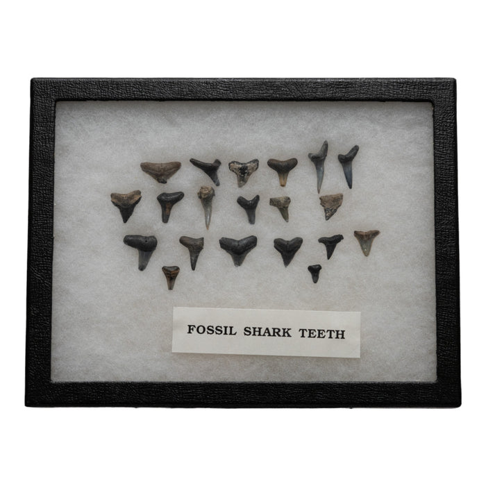 Real Fossil Shark Teeth - Set of 20
