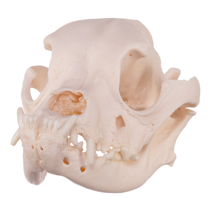 Real Domestic Dog Skull - English Bulldog