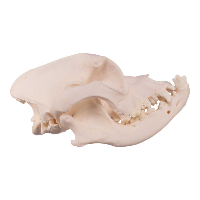 Real Domestic Dog Skull - English Bulldog