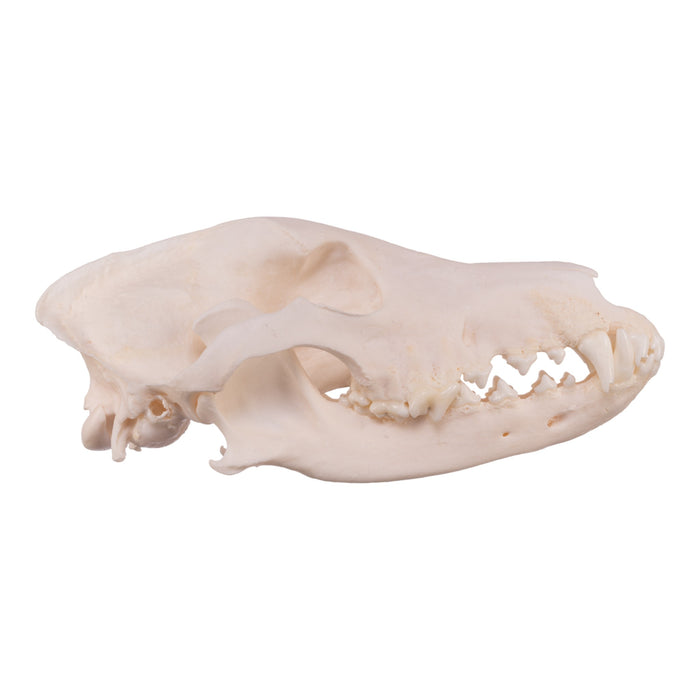 Real Domestic Dog Skull - Collie