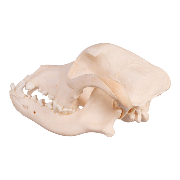 Real Domestic Dog Skull - Boxer