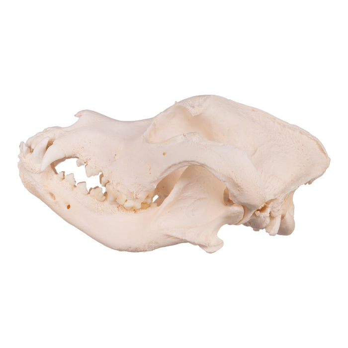 Real Domestic Dog Skull - Mastiff