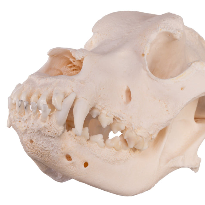 Real Domestic Dog Skull - Mastiff