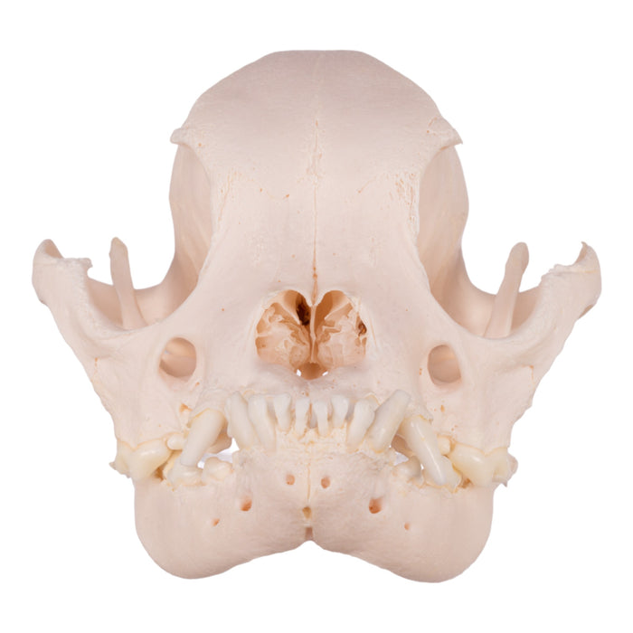 Real Domestic Dog Skull - French Bulldog