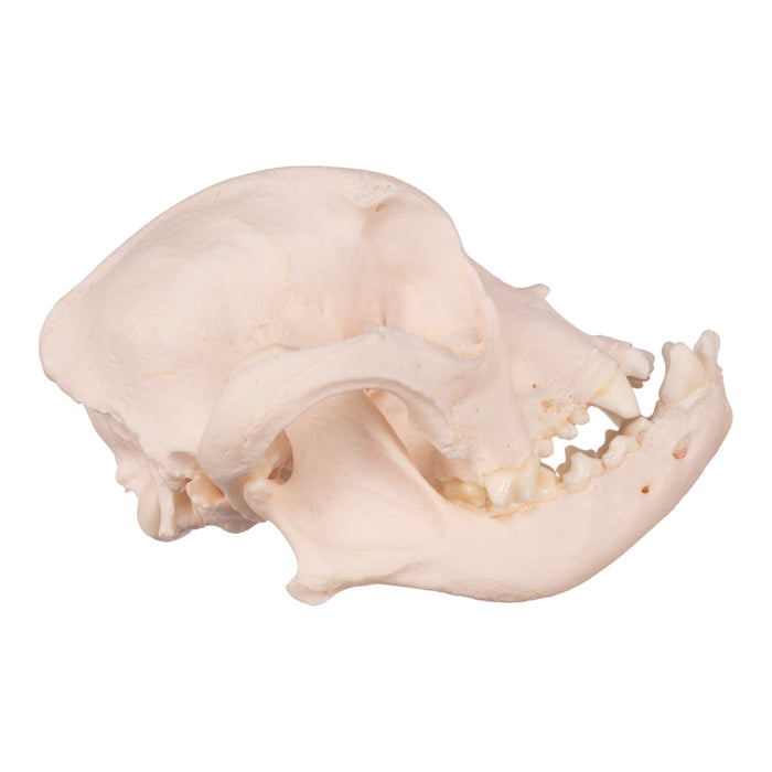 Real Domestic Dog Skull - French Bulldog