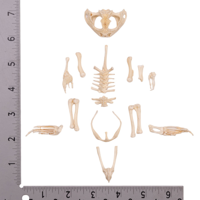 Real Frog Skeleton - Disarticulated