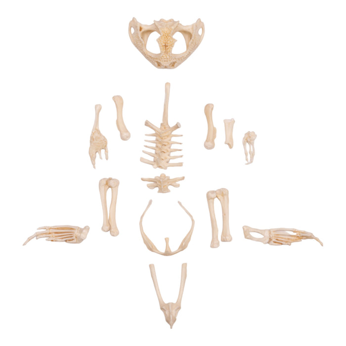 Real Frog Skeleton - Disarticulated