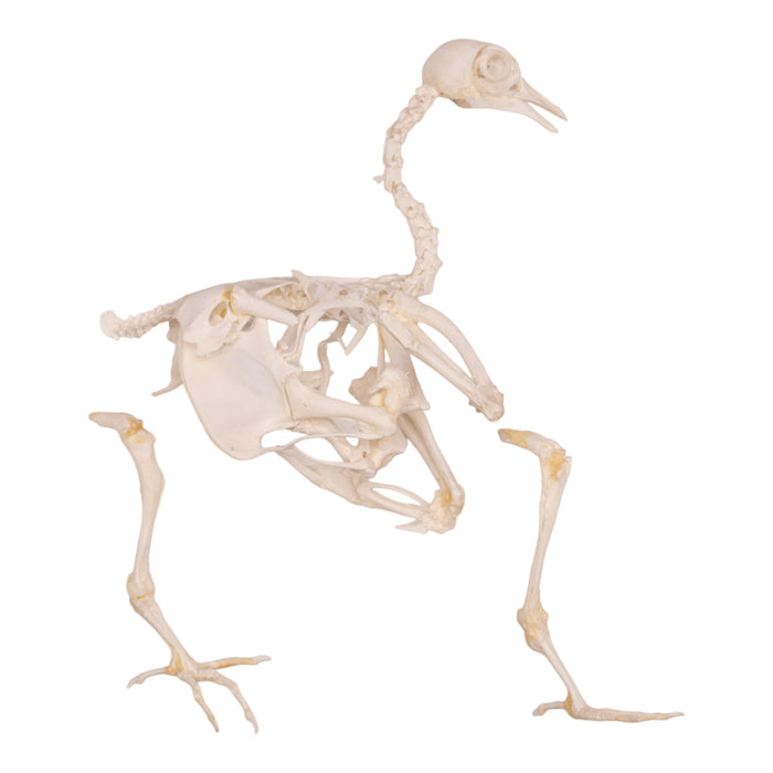 Real Quail Skeleton - Partially Articulated