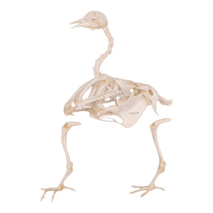 Real Quail Skeleton - Partially Articulated