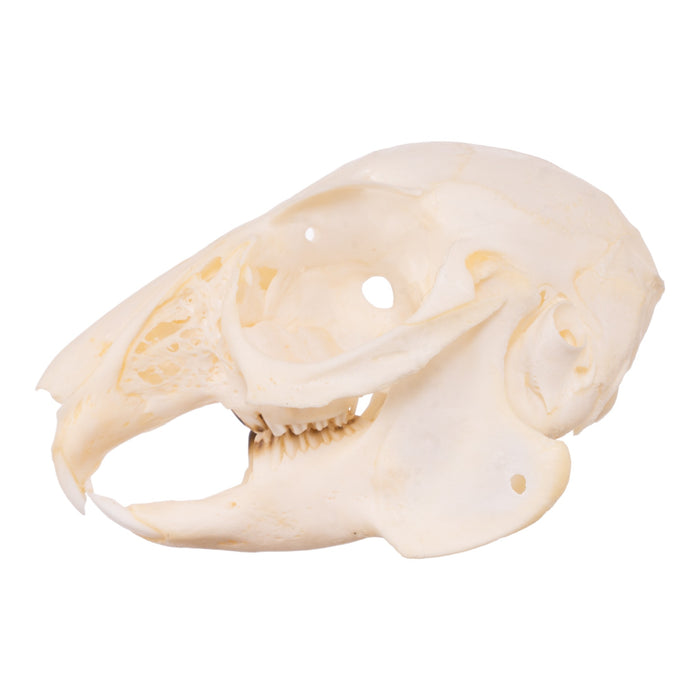Real Eastern Cottontail Skull - Juvenile