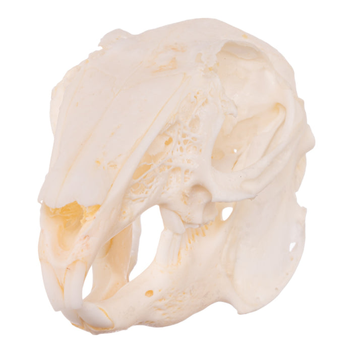 Real Eastern Cottontail Skull