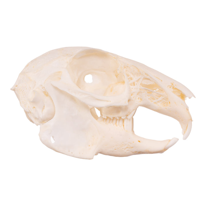Real Eastern Cottontail Skull
