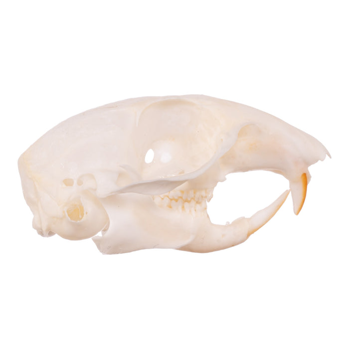 Real Ground Squirrel Skull - Juvenile