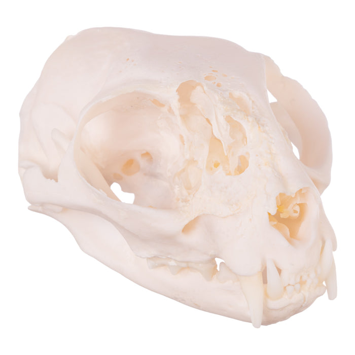 Real Domestic Cat Skull - Pathology