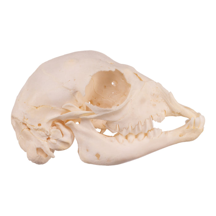 Real Juvenile Domestic Goat Skull - Pathology