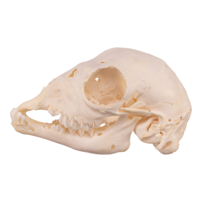 Real Juvenile Domestic Goat Skull - Pathology