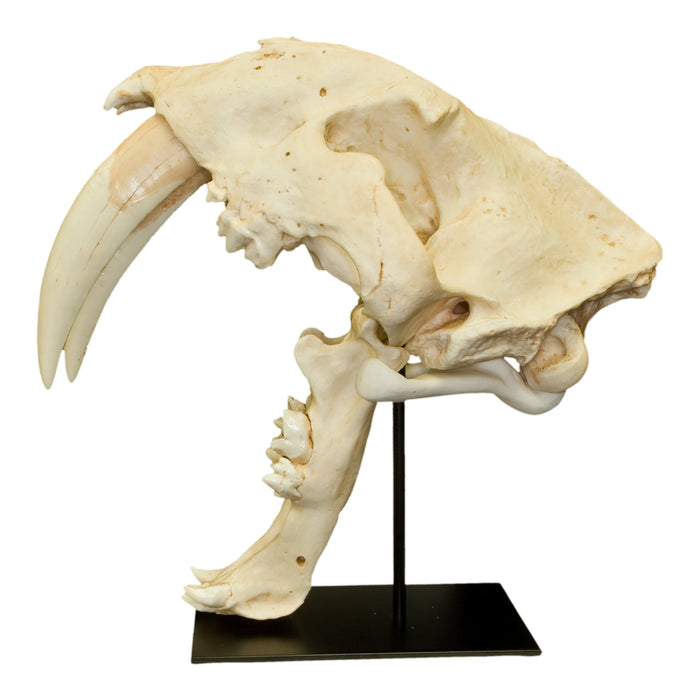 Replica Sabertooth Cat Skull - South American (Smilodon populator)