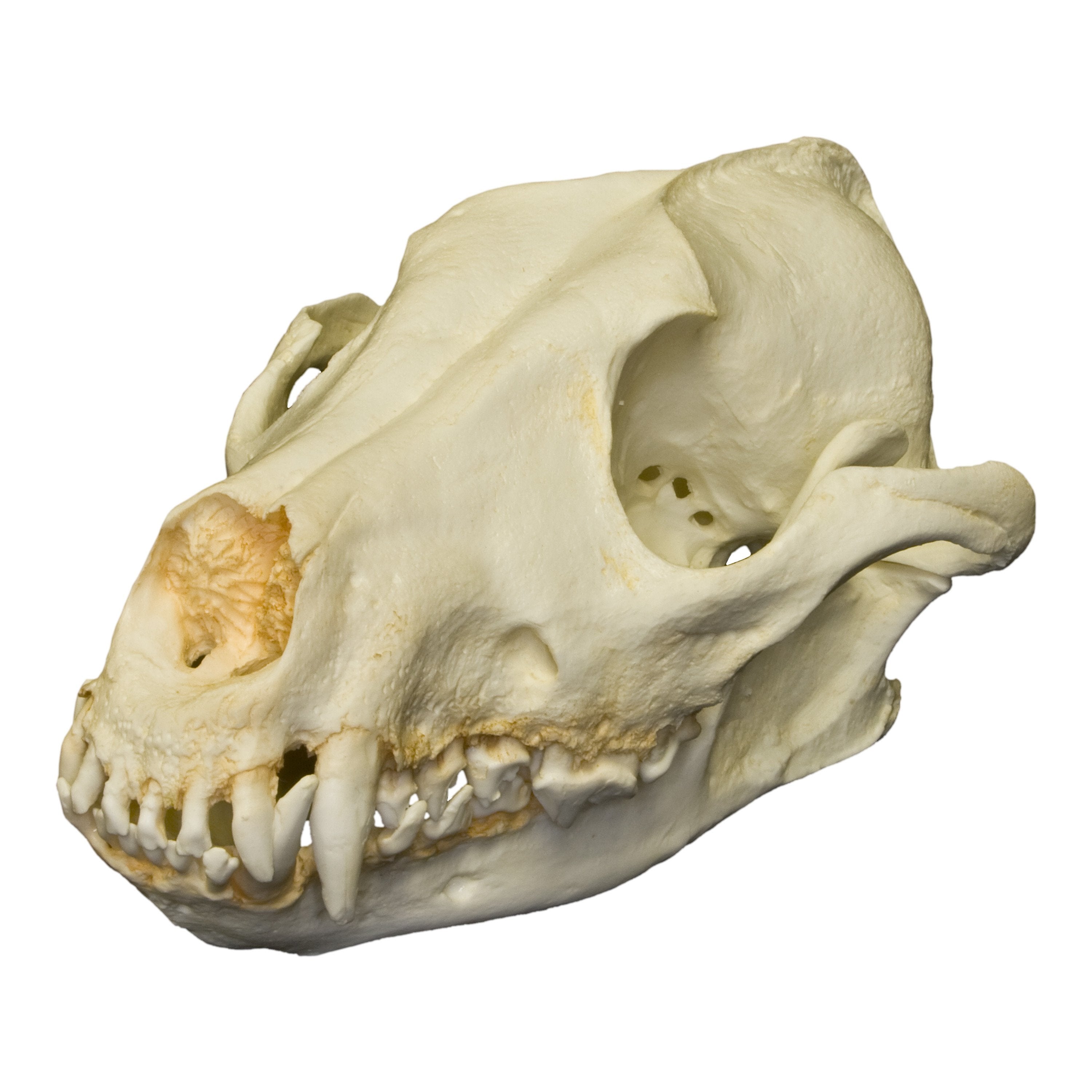 Canine Skull Bones canine-skull-bones