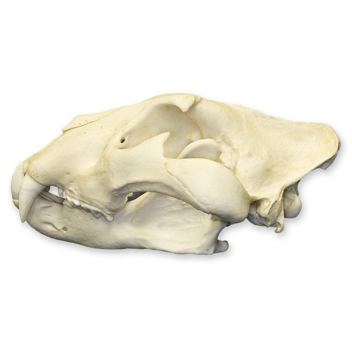 Replica Extra Large African Lion Skull