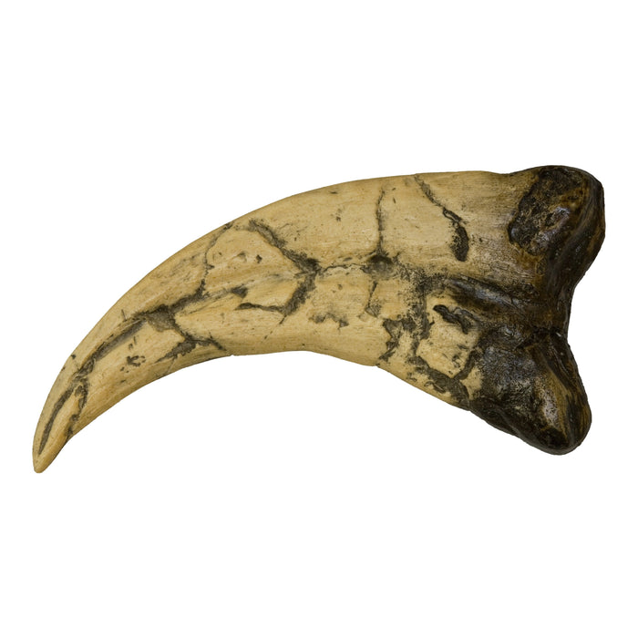 Replica Utahraptor Claw