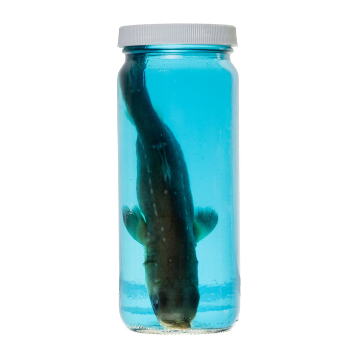 Real Wet Specimen in Alcohol - Spiny Dogfish Shark