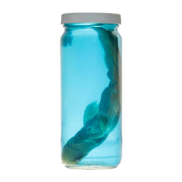 Real Wet Specimen in Alcohol - Spiny Dogfish Shark