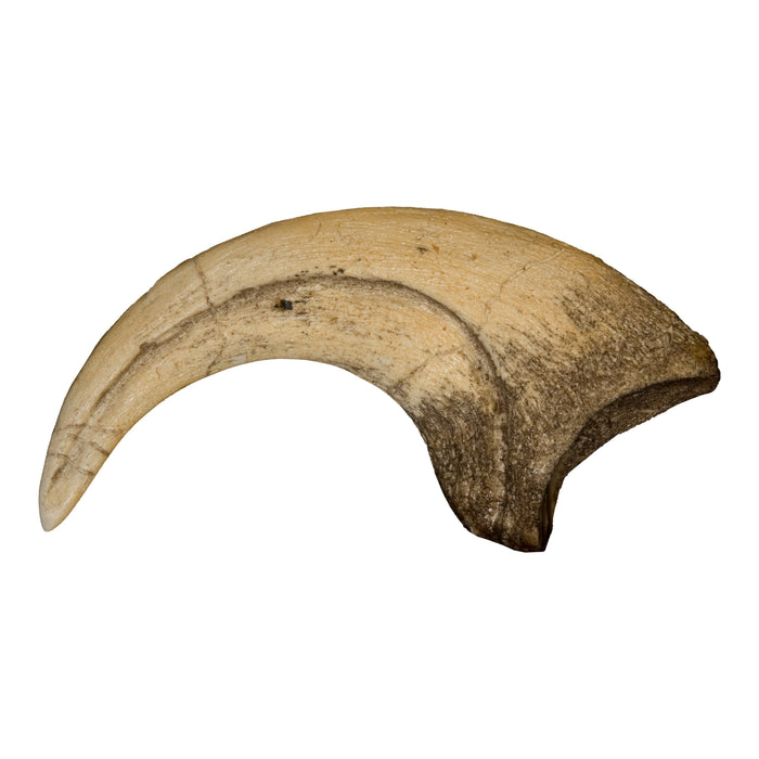 Replica Deinonychus Claw