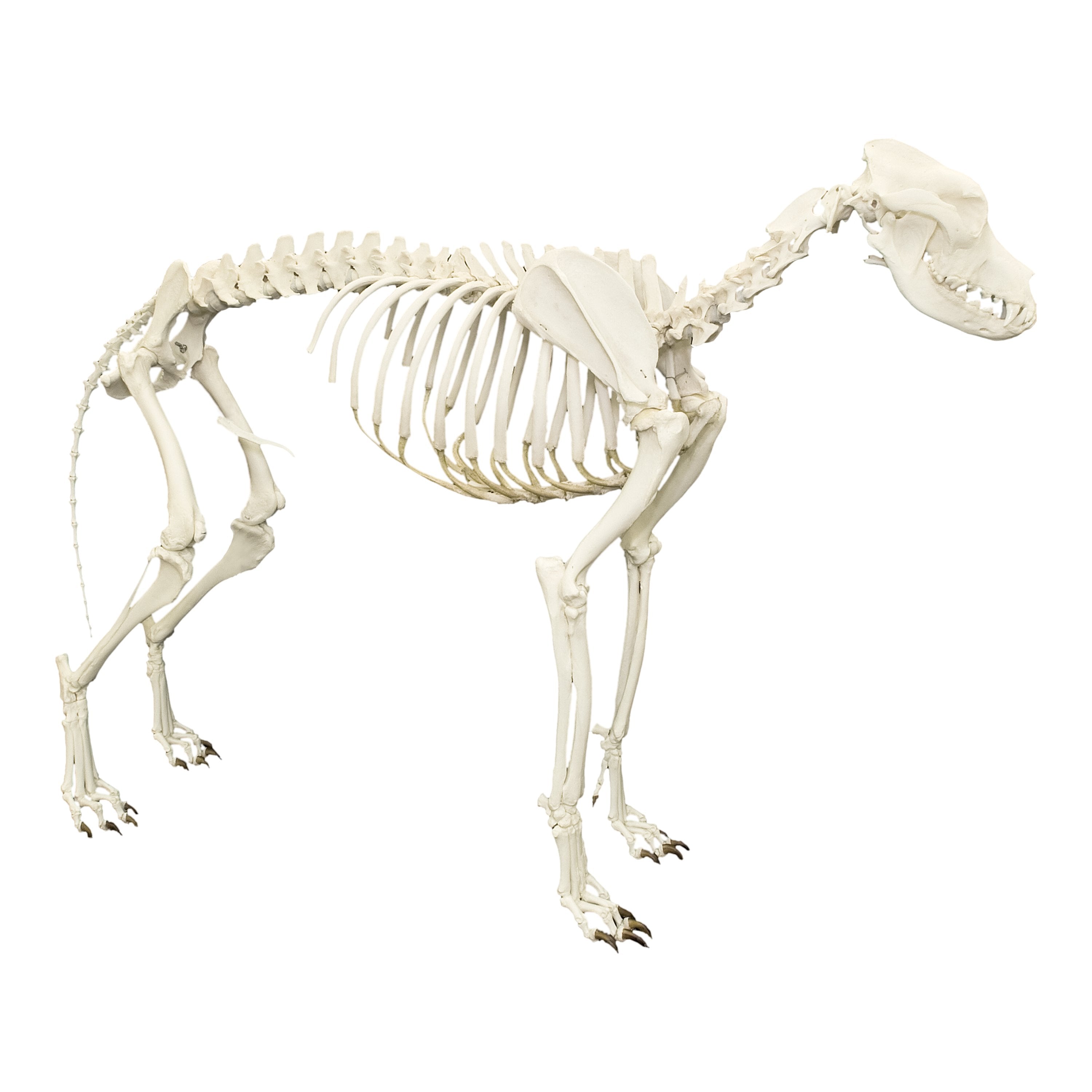 Real Domestic Dog Skeleton by Skulls Unlimited — Skulls Unlimited  International, Inc.