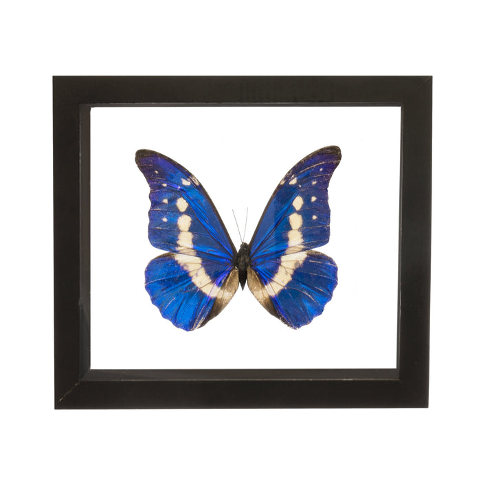 Real Morpho Helena Butterfly in Black Frame
