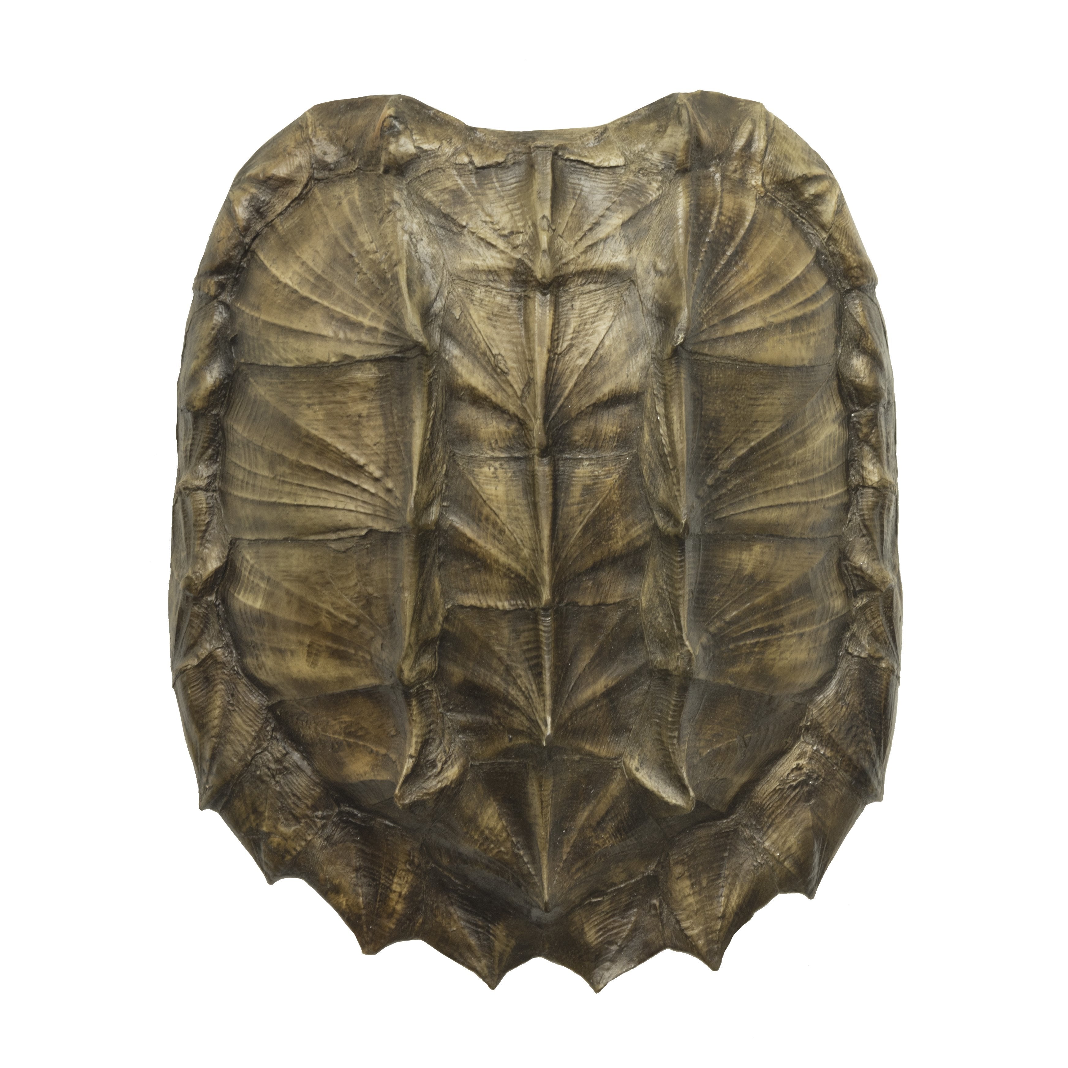 Replica Alligator Snapping Turtle Shell